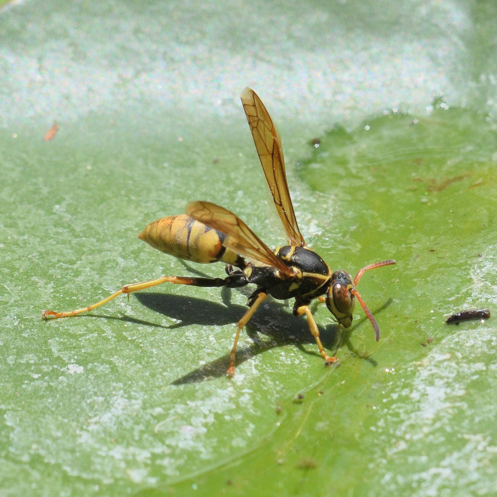 Golden Paper Wasp in June 2024 by Daryl Williams. on a lily pad in a ...