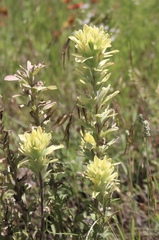 Castilleja citrina