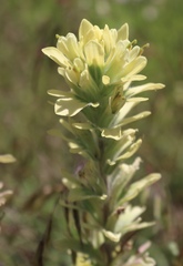 Castilleja citrina
