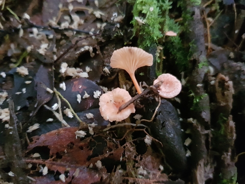 Cantharellus decolorans