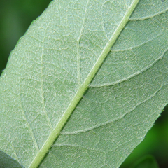 Salix sericea