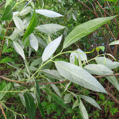 Salix sericea