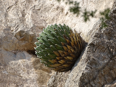 Agave victoriae-reginae