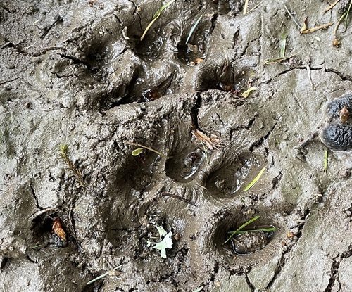 Mountain Lion Tracks – NatureTracking