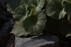 Mabrya erecta