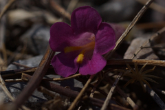 Mabrya erecta