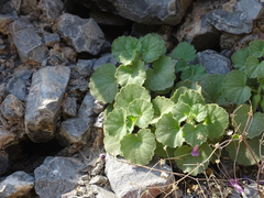 Mabrya erecta