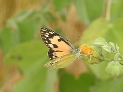 Colotis calais williami