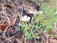 Antennaria rosea