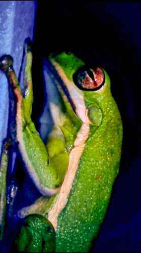 Green Treefrog photographed in Louisiana