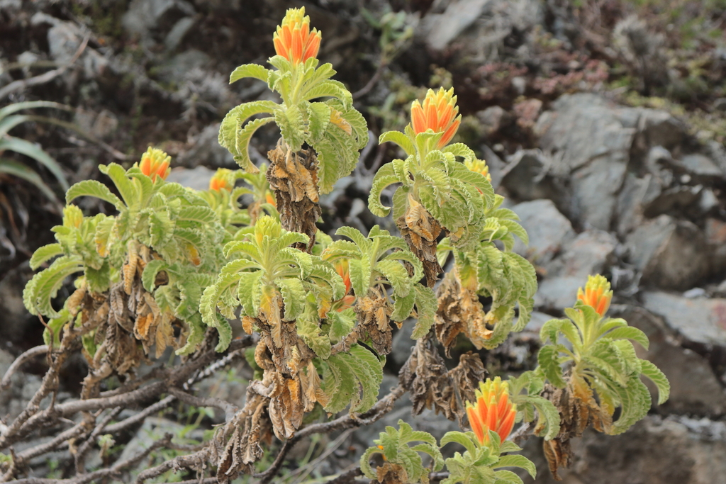 Malesherbia scarlatiflora