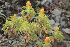 Malesherbia scarlatiflora (Malesherbia scarlatiflora)