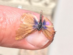 Leptotes marina