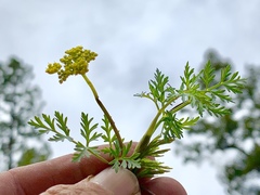 Cymopterus lemmonii