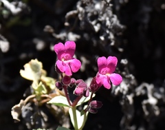 Penstemon petiolatus