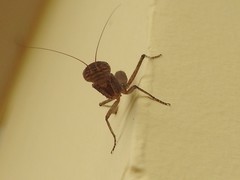 Tarachodes