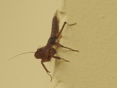 Tarachodes