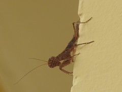 Tarachodes