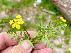 Cymopterus lemmonii