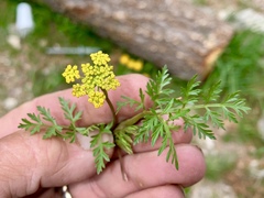 Cymopterus lemmonii