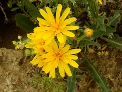 Crepis occidentalis
