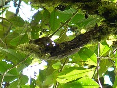 Anabacerthia variegaticeps