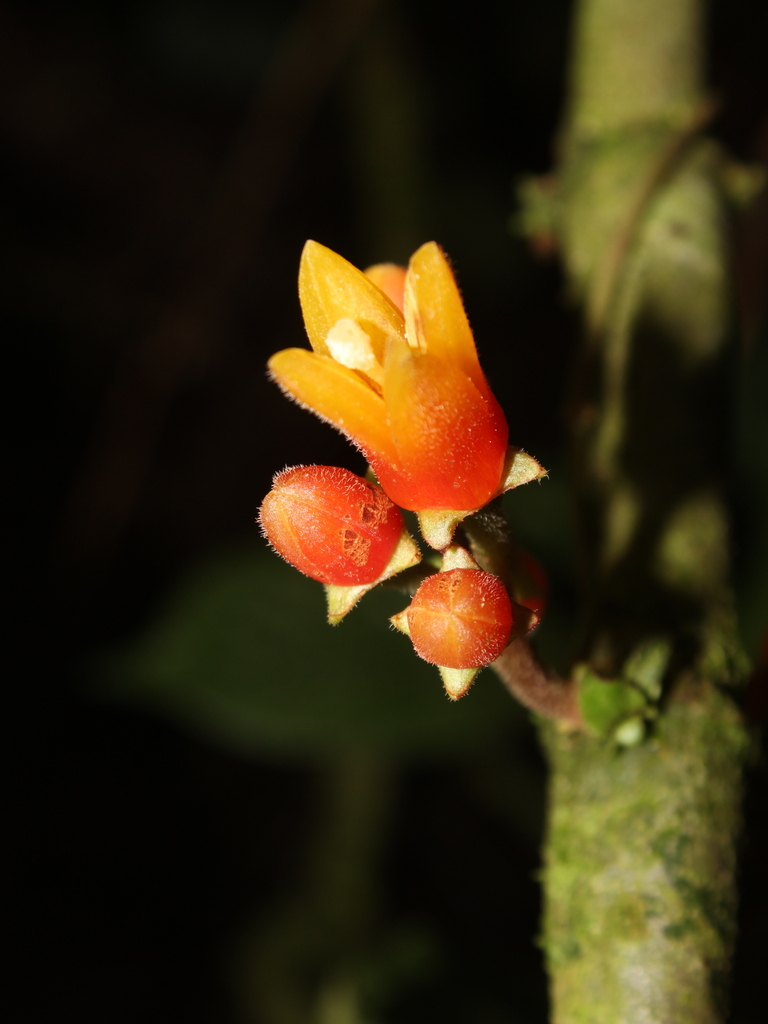 Hoffmannia dotae