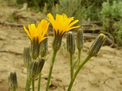 Crepis occidentalis