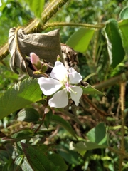 Chaetogastra gracilis