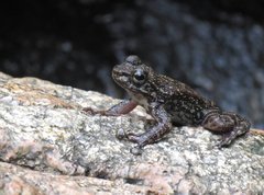 Amolops hongkongensis