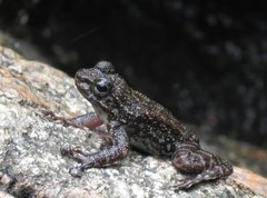 Amolops hongkongensis