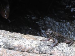 Amolops hongkongensis