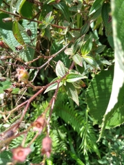 Chaetogastra gracilis