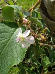 Chaetogastra gracilis