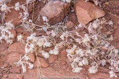 Helichrysum roseo-niveum