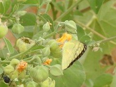Colotis calais williami
