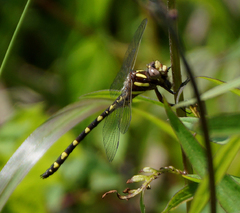 Cordulegaster bilineata