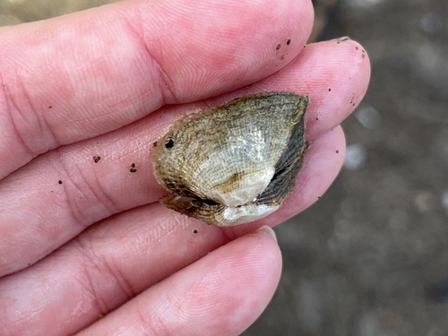 Lamarcka mutabilis observed 2024-06-21