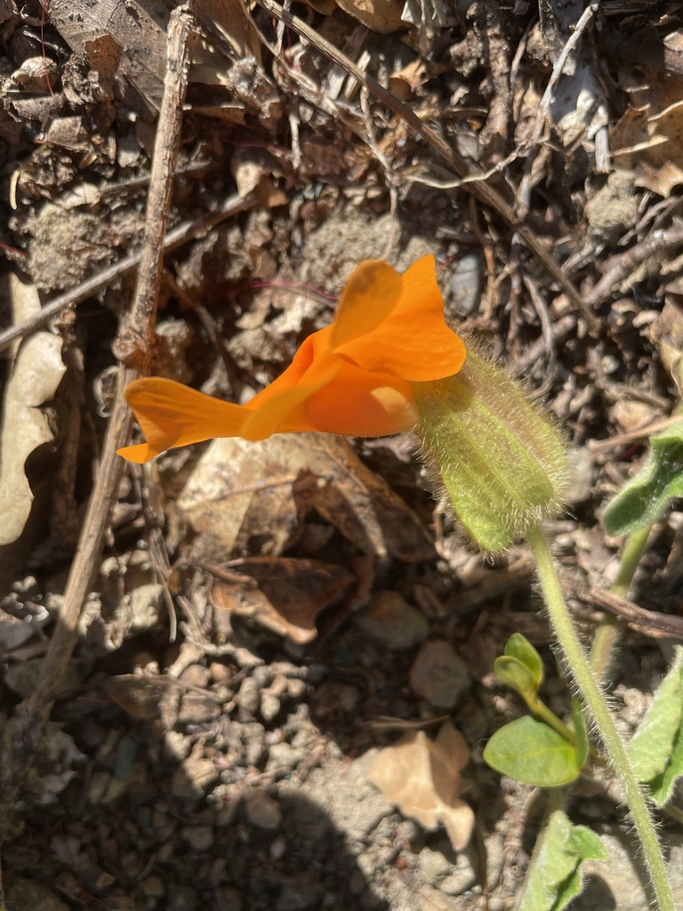 Thunbergia gregorii, Vista View Dr, Cloverdale, CA, US