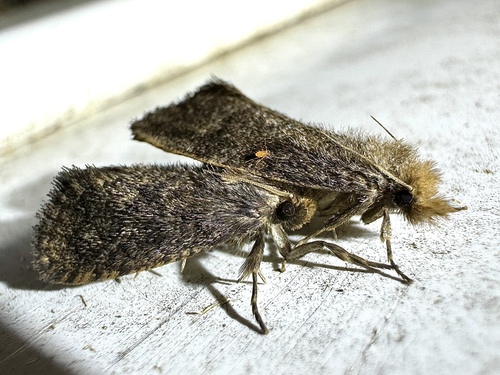 Walsingham's Grass Tubeworm Moth photo 3