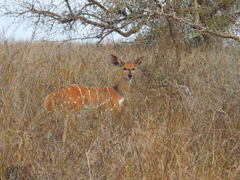 Tragelaphus sylvaticus