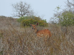 Tragelaphus sylvaticus