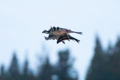 Catostomus macrocheilus