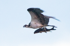 Catostomus macrocheilus