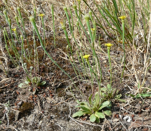 Arnoseris minima (L.) Schweigg. & Körte