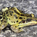 Miranda's White-lipped Frog - Photo (c) Ted MacRae, some rights reserved (CC BY-NC-ND)