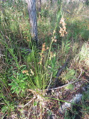 Rhynchospora microcarpa