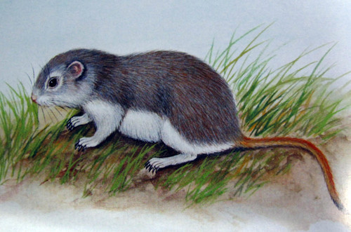 Przewalski's Gerbil (Brachiones przewalskii) — Least Concern Mammalia