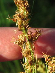 Rhynchospora microcarpa