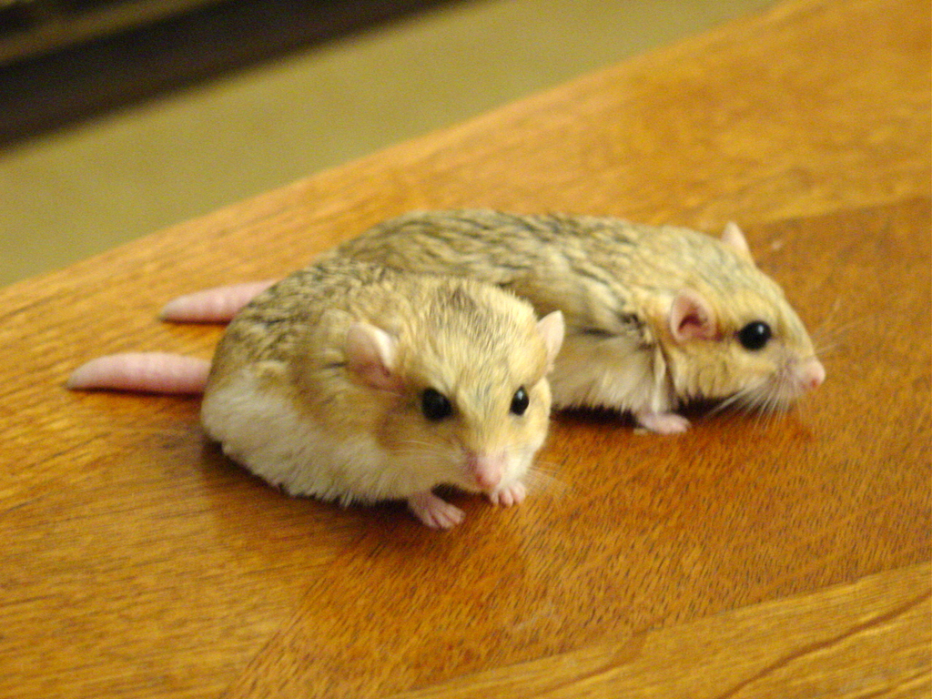 Pachyuromys